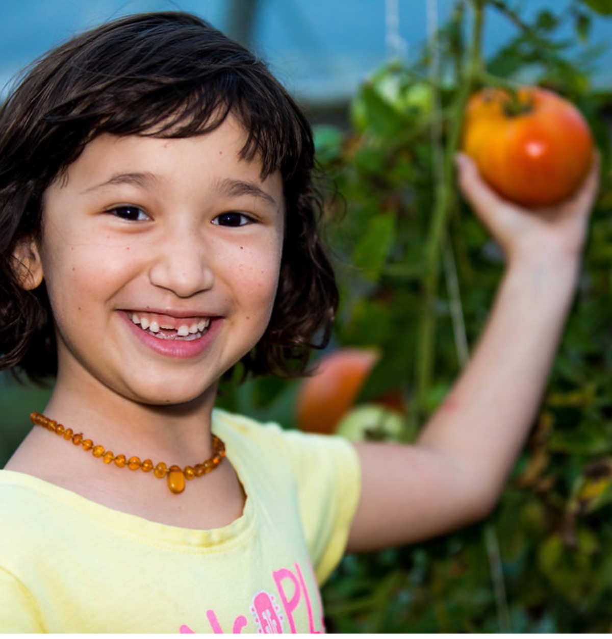 Kid picking tomatoes